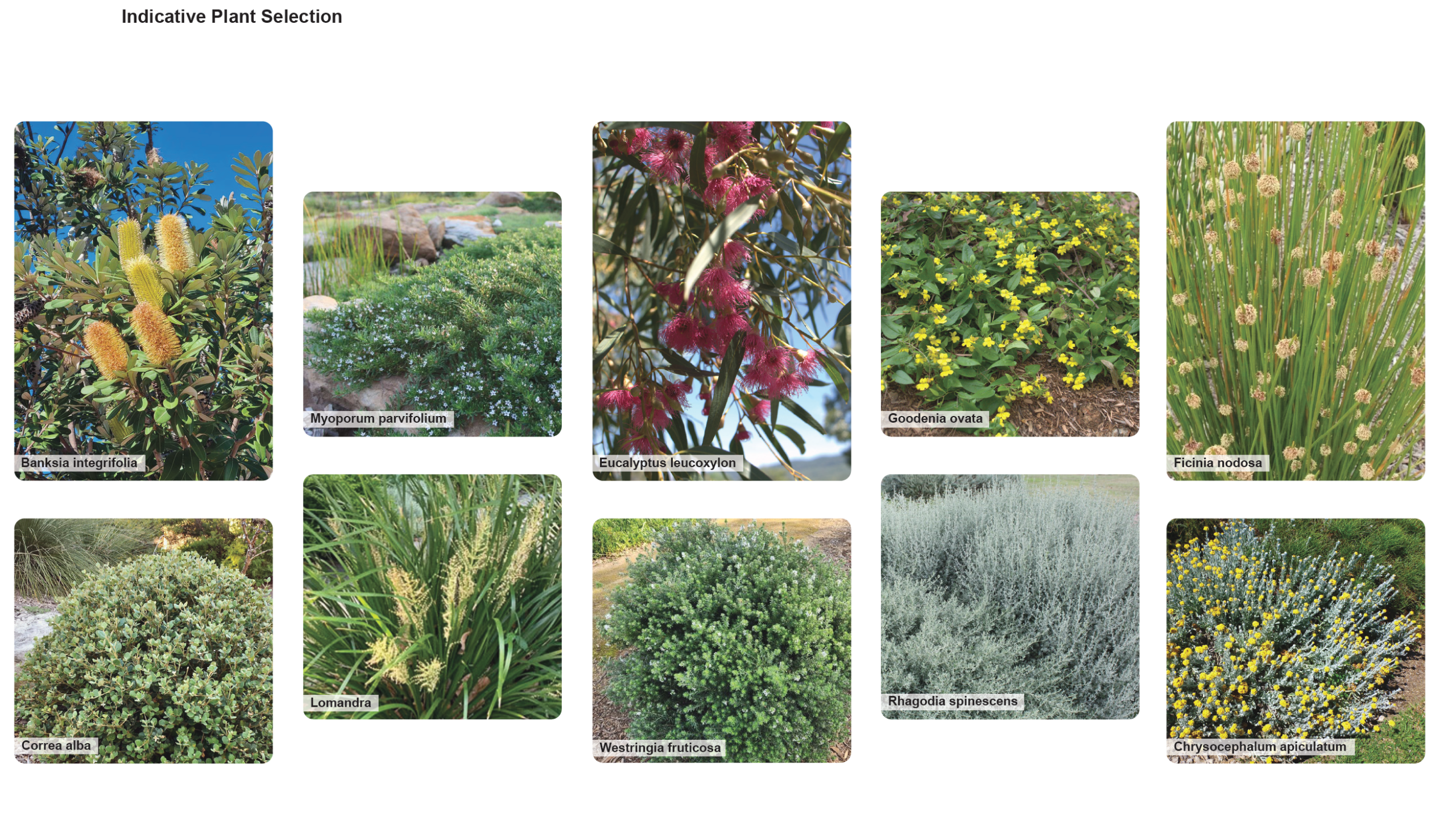 Plants to be used on the Wallaroo Entrance